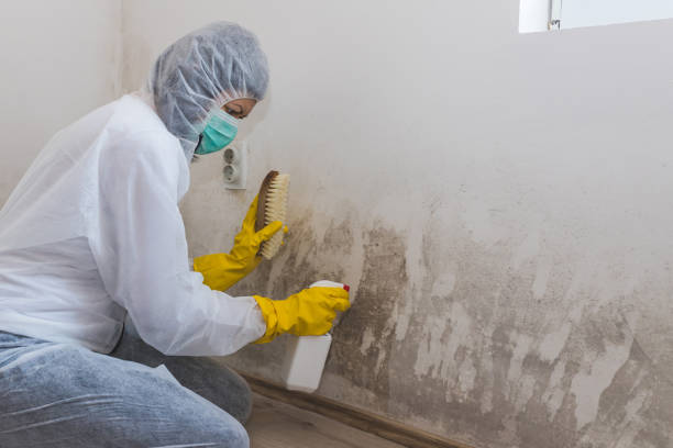 Mold Removal and Inspection in Payne, OH
