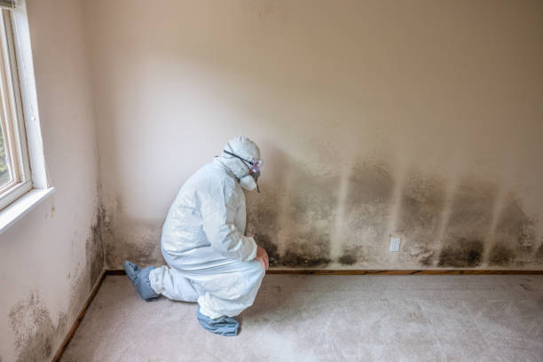 Office Mold Removal Services in Payne, OH